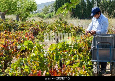 Vendimiando uva Callet, Viña des pou de Sa Carrera, Celler Mesquida-Mora, Porreres, Mallorca, balearen, Spanien Stockfoto