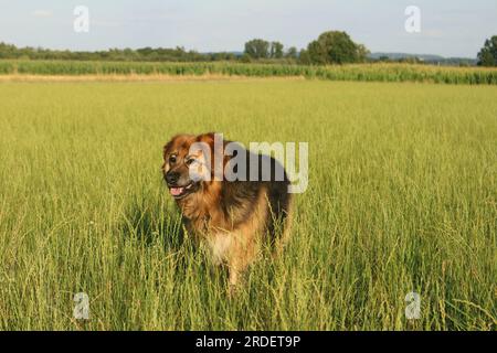 Mein Hund im Grünen Stockfoto