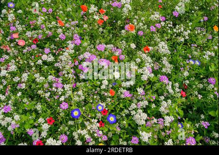 Sommerweide mit kalifornischem Mohn (Eschschscholzia californica), Corydalis (Iberis umbellata) und dreifarbigem Blattmehl (Convolvulus tricolor), Allgaeu Stockfoto