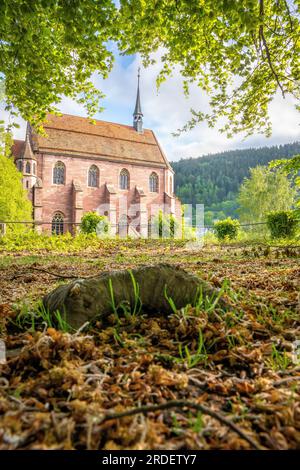 Historisches Kloster, Calw, Schwarzwald, Deutschland Stockfoto