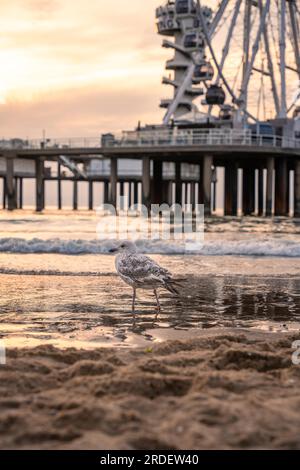 Möwe vor dem Pier bei Sonnenuntergang am Strand, Den Haag, Niederlande Stockfoto