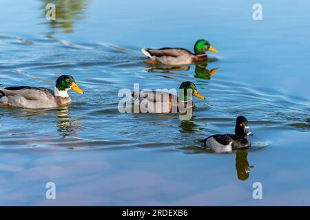 Die Stockente ist ein Dabbling Duck, die Rassen in den gemäßigten und subtropischen Amerika, Eurasien und Nordafrika Stockfoto