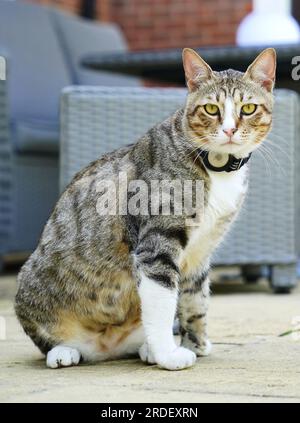 Dave, der Kater, in seinem neuen Zuhause. Das unwahrscheinliche englische Maskottchen der Weltmeisterschaft wird nun die Löwen aus seiner Heimat beobachten, während Dave the Cat sich in seiner neuen Umgebung niederlässt. Obwohl der Fußball vielleicht nicht aus Katar nach Hause gekommen ist, tat es streunender Kater Dave, nachdem die freundliche Katze zu einem festen Favoriten der Mannschaft wurde, als er frei durch Englands Al Wakrah Trainingsbasis lief. Obwohl sie das Viertelfinale durch Frankreich verließen, hatte Dave noch immer die Möglichkeit, ins Vereinigte Königreich zu reisen, und wurde schließlich von der Medienleiterin der Fußballvereinigung Anna Bush und ihrer Familie aufgegriffen. Iss Stockfoto