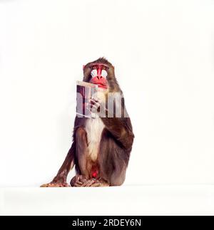 Mandrill-Affen Stockfoto