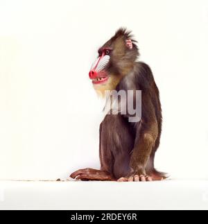 Mandrill-Affen Stockfoto