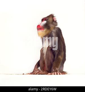 Mandrill-Affen Stockfoto