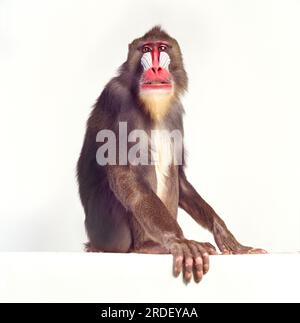 Mandrill-Affen Stockfoto