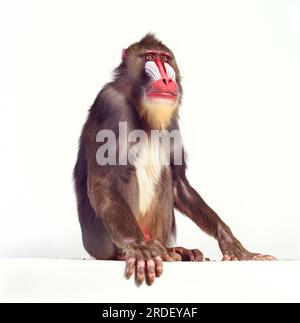 Mandrill-Affen Stockfoto