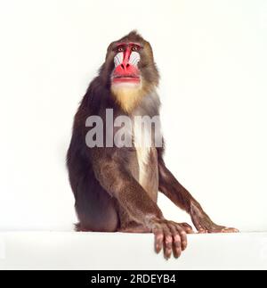 Mandrill-Affen Stockfoto