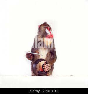 Mandrill-Affen Stockfoto