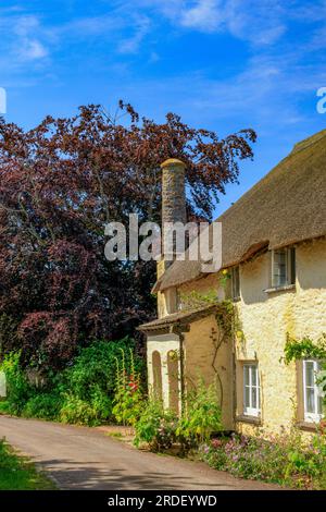 Eine große traditionelle strohgedeckte Hütte auf dem Holnicote Estate im Dorf Bossington, Somerset, England, Großbritannien Stockfoto