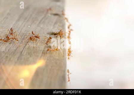 Feuerameisen suchen nach Nahrung. Aktionsgruppe Feuerameisen auf verschwommenem Hintergrund Stockfoto