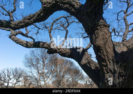 Baum durch ein wildes Feuer beschädigt, Stockfoto