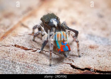 Männliche Pfauenspinne, Maratus clupeatus in seinen Zuchtfarben Stockfoto