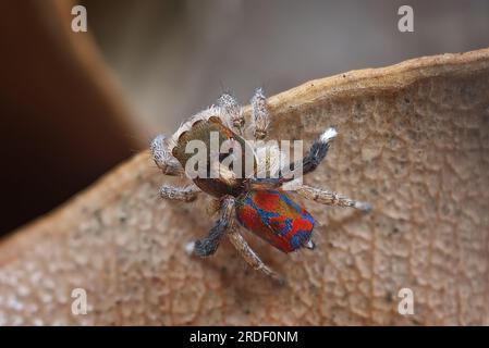 Männliche Pfauenspinne, Maratus clupeatus in seinen Zuchtfarben Stockfoto