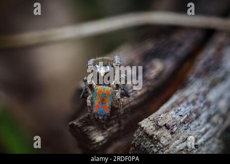 Männliche Pfauenspinne, Maratus clupeatus in seinen Zuchtfarben Stockfoto
