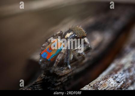 Männliche Pfauenspinne, Maratus clupeatus in seinen Zuchtfarben Stockfoto