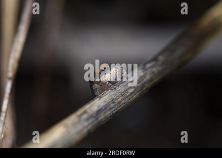Männliche Pfauenspinne, Maratus clupeatus in seinen Zuchtfarben Stockfoto