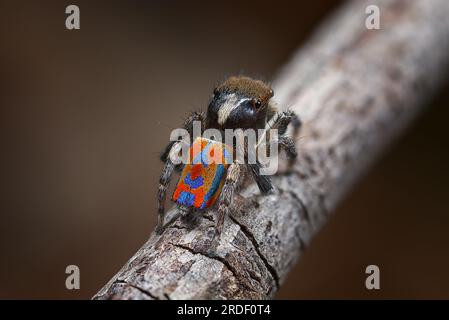 Männliche Pfauenspinne, Maratus clupeatus in seinen Zuchtfarben Stockfoto