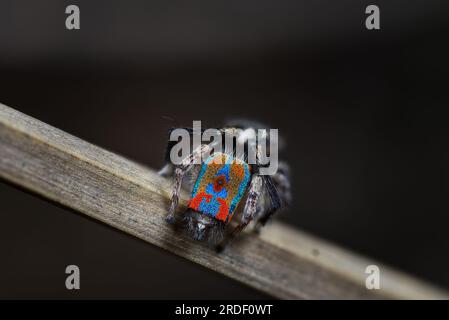 Männliche Pfauenspinne, Maratus clupeatus in seinen Zuchtfarben Stockfoto