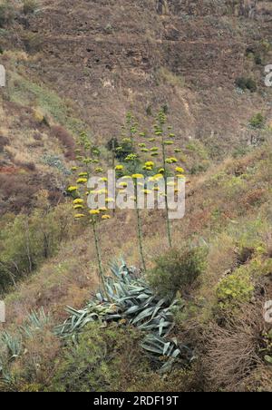 Flora von Gran Canaria - Agave americana, Wachposten, eingeführte und invasive Arten natürlicher Blumenhintergrund Stockfoto