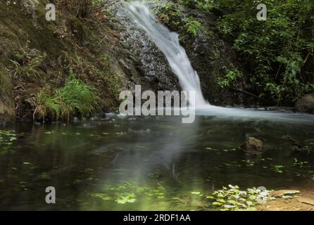 Nördlich von Gran Canaria, Süßwasser in der Schlucht Barranco de Azuaje, eine der beiden verbleibenden Süßwasserquellen auf der Insel Stockfoto