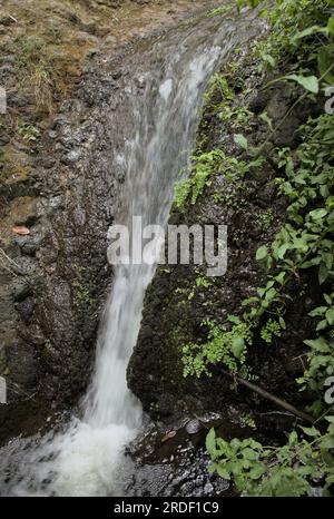 Nördlich von Gran Canaria, Süßwasser in der Schlucht Barranco de Azuaje, eine der beiden verbleibenden Süßwasserquellen auf der Insel Stockfoto