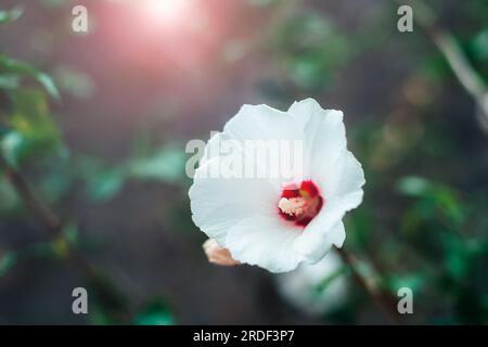 Weiße Mallow-Blume im Sonnenlicht auf grünem Laub. Stockfoto