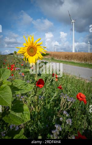 Neben einer kleinen Straße gibt es einen blühenden Streifen mit Sonnenblumen, Mohn und Maisblumen für die Insekten Stockfoto