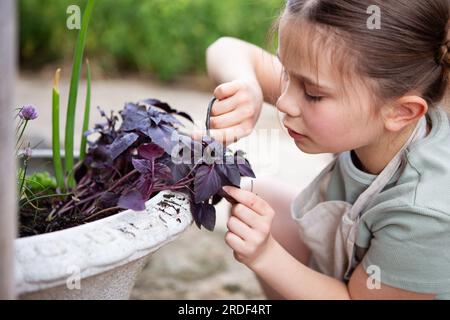 Mädchen mit Basilikum im Garten Stockfoto