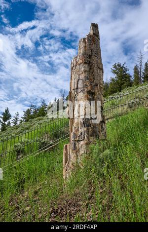 Petrified Tree, Yellowstone-Nationalpark, Wyoming, Vereinigte Staaten von Amerika Stockfoto