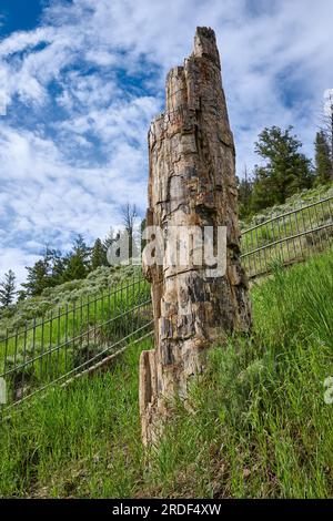 Petrified Tree, Yellowstone-Nationalpark, Wyoming, Vereinigte Staaten von Amerika Stockfoto