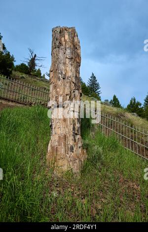 Petrified Tree, Yellowstone-Nationalpark, Wyoming, Vereinigte Staaten von Amerika Stockfoto