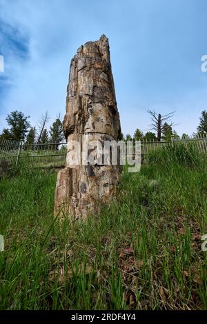 Petrified Tree, Yellowstone-Nationalpark, Wyoming, Vereinigte Staaten von Amerika Stockfoto