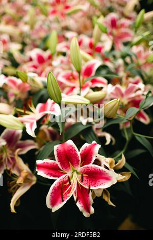 Nahaufnahme von Pink Tiger Lily (Lilium lancifolium) in einem Garten Stockfoto