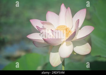 Pink lotus at Kenilworth Aquatic Garden in Washington, D.C. Stockfoto