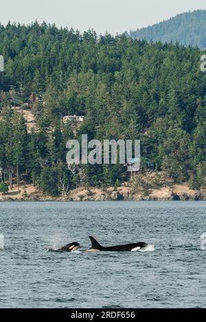 Ein junges, flüchtiges Killerwal-Kalb, das neben seiner mutter auftaucht Stockfoto