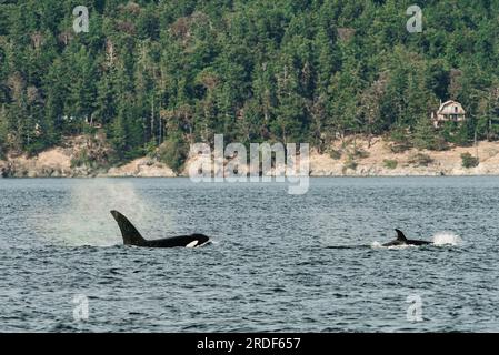 Weite Sicht auf zwei Bigg's Killer Whales im Bundesstaat Washington Stockfoto