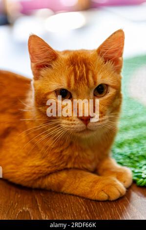 Eine süße Ingwer Katze ruht Stockfoto
