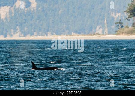 Seitenansicht von Bigg's Killer Whale T035A, Lester, in der Salish Sea Stockfoto