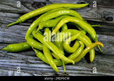 Ein Haufen frischer Bio-Chilis, Paprika, Beerenobst von Pflanzen der Gattung Capsicum, Mitglieder der Nachtschattenfamilie Solanace Stockfoto