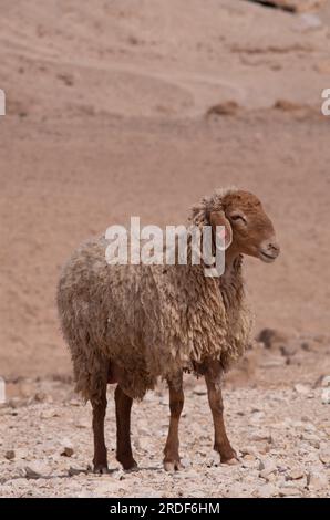 Einsame Schafe in der Judäischen Wüste Stockfoto