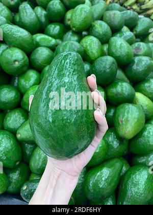 Großer Avocado in der Hand mit Avocados im Hintergrund Stockfoto