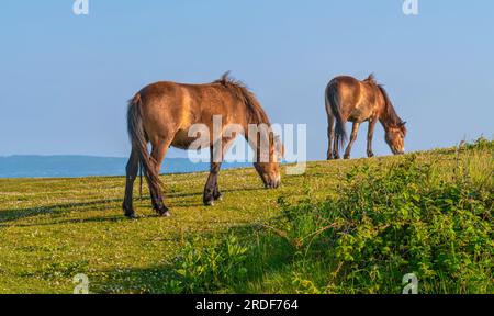 Quantock Hills Somerset Wild Exmoor Ponies grasen auf dem grünen Cothelstone Hill UK Stockfoto