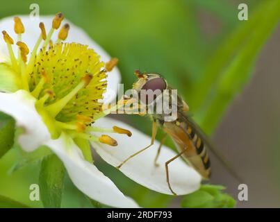 Marmelade-Hoverfly nimmt Pollen von einer weißen Blume, Nahaufnahme. Stockfoto