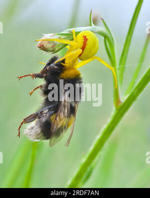 Hummeln-Insekt gefressen von Krabbenblumenspinne, Nahaufnahme. Stockfoto