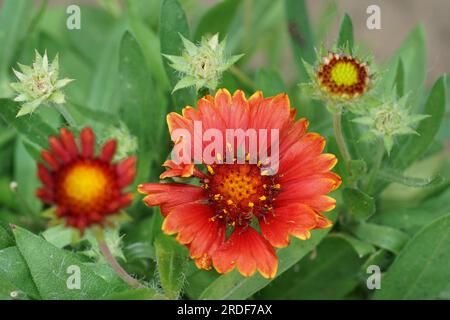 Natürliche, farbenfrohe Nahaufnahme auf einer leuchtend roten Sonnenblumenkultivar, Gaillardia pulchella Blume im Garten Stockfoto