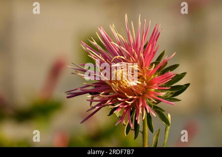 Eine schöne rosa-weiße Blume auf einem verschmierten Hintergrund. Stockfoto