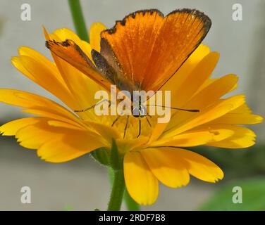 Knappes Kupfer, Schmetterling auf gelber Blume. Stockfoto