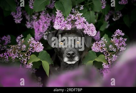 Patterdale Terrier sitzt in Flieder. Porträt eines Hundes. Stockfoto